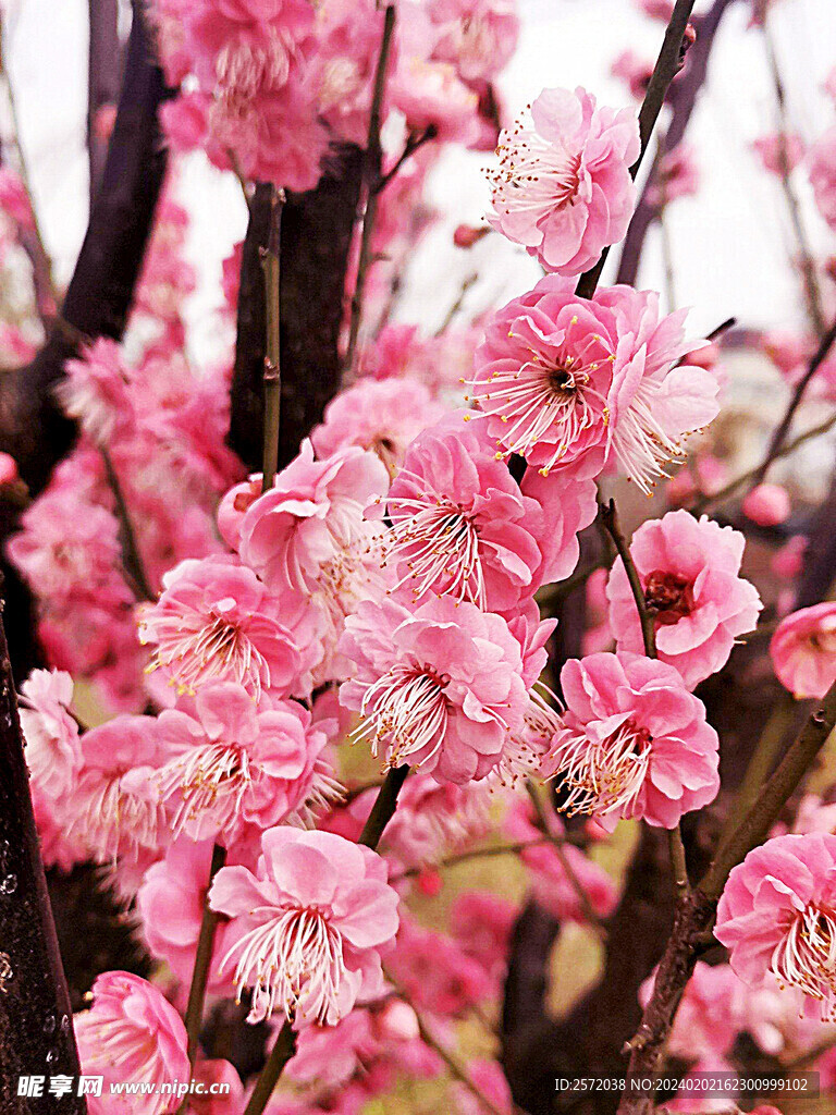 梅花吐艳