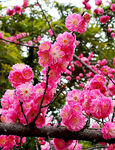 梅花吐艳