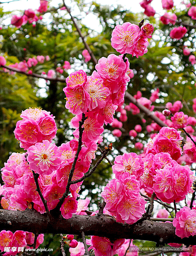 梅花吐艳