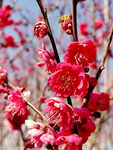 梅花吐艳