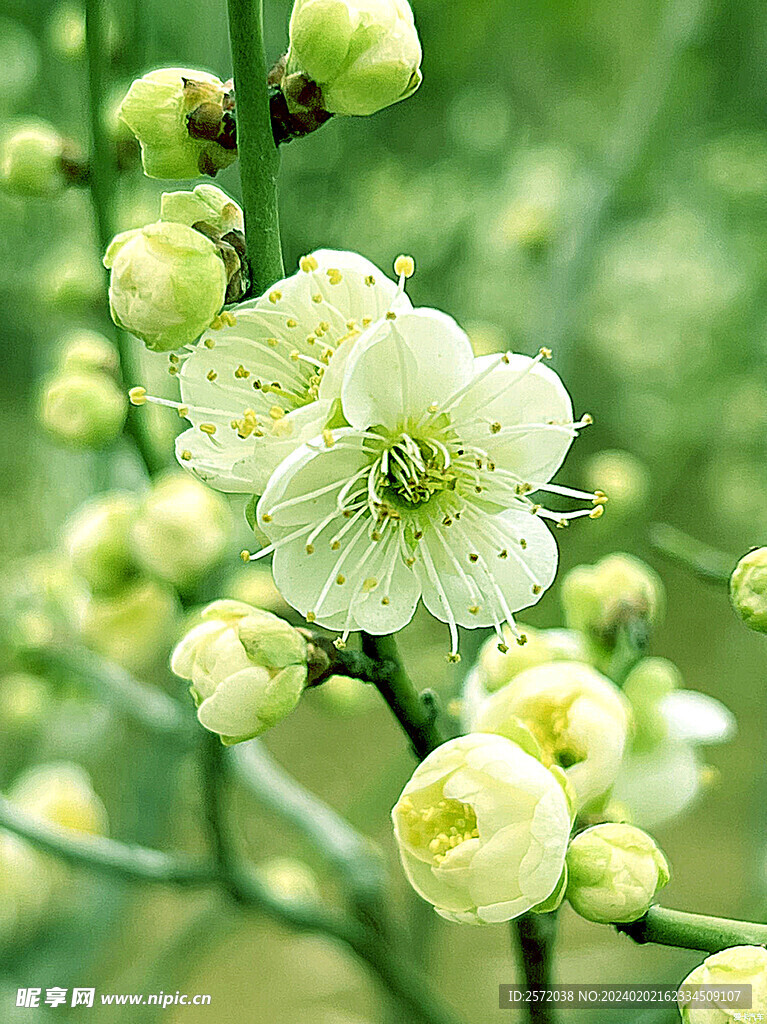 梅花吐艳