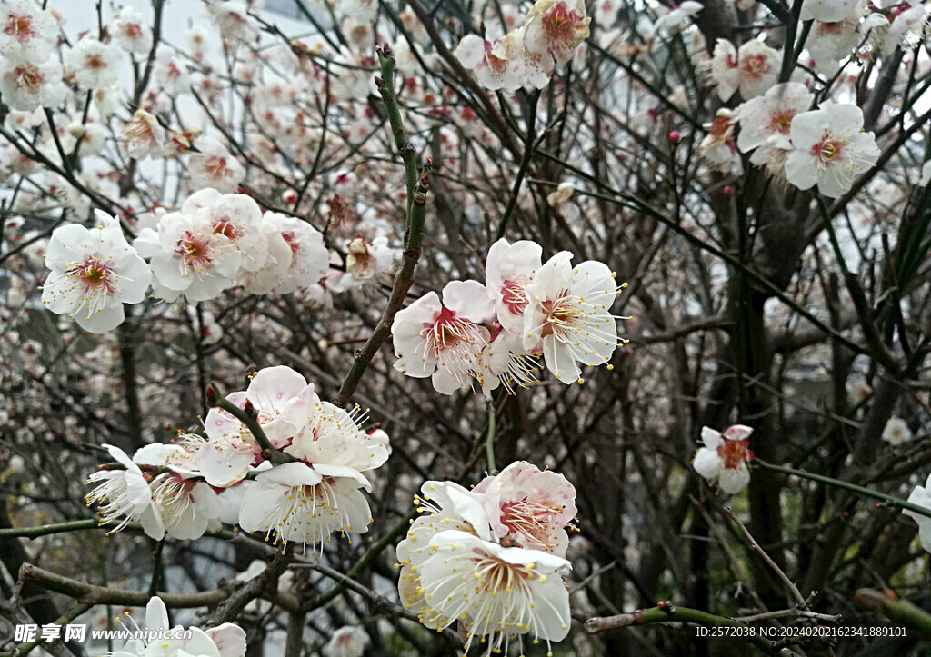 梅花吐艳