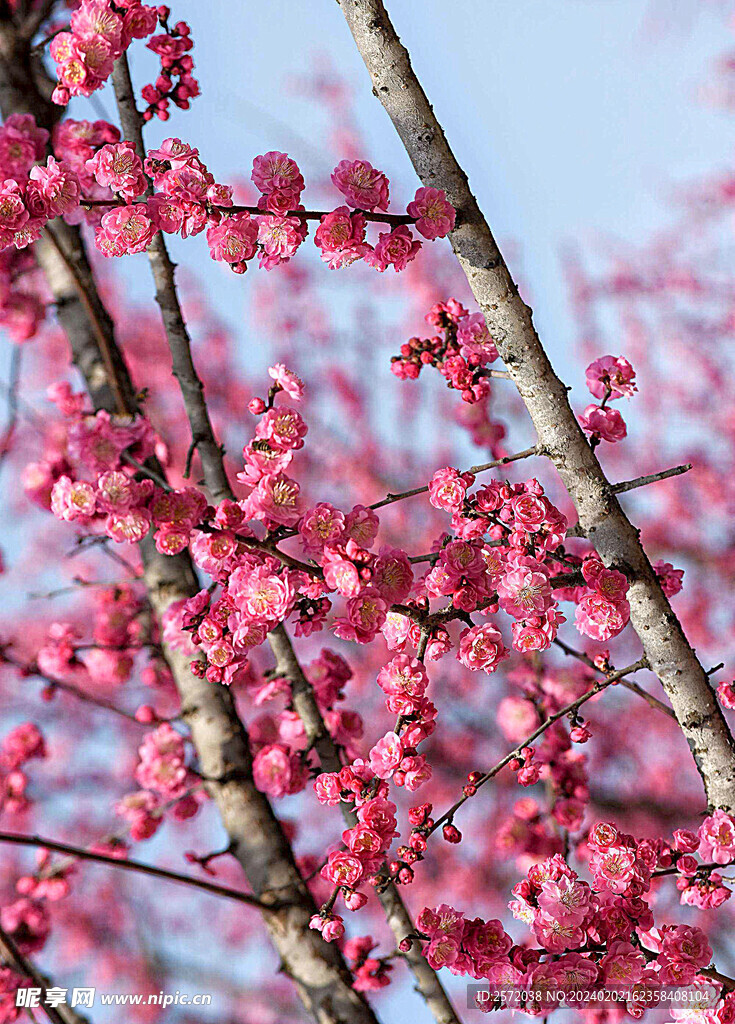 梅花吐艳