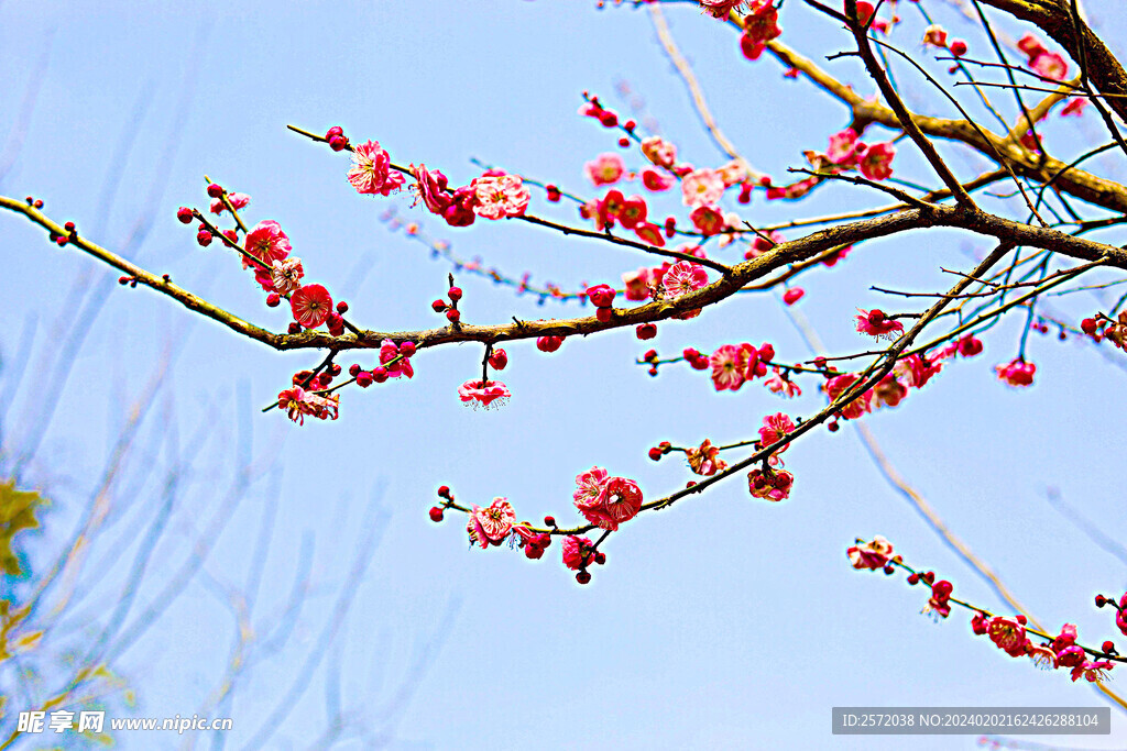 梅花吐艳