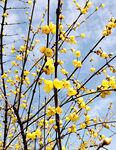 梅花吐艳