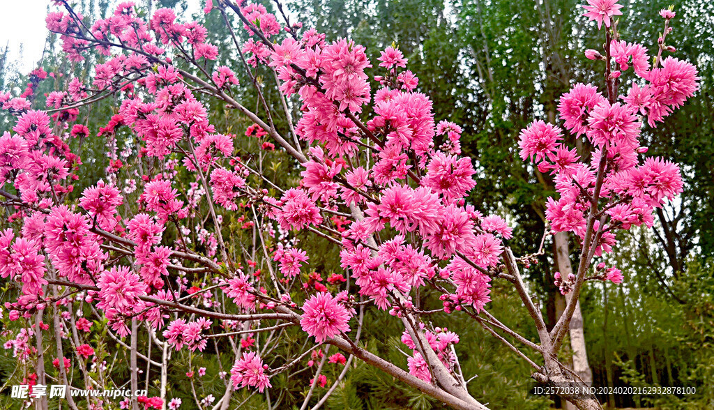 桃花灿漫