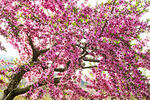 桃花灿漫
