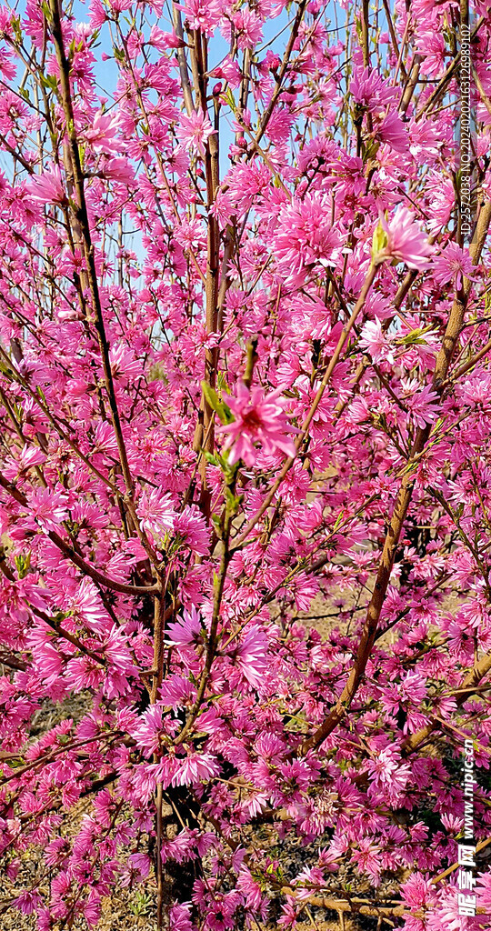 桃花灿漫