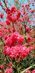 桃花灿漫
