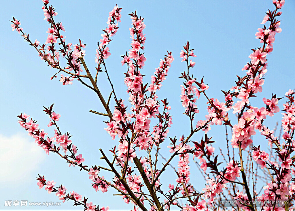 桃花灿漫