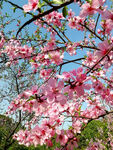 桃花灿漫