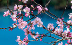 桃花灿漫