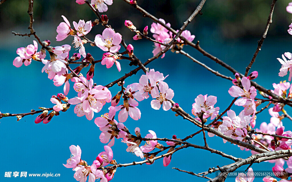 桃花灿漫