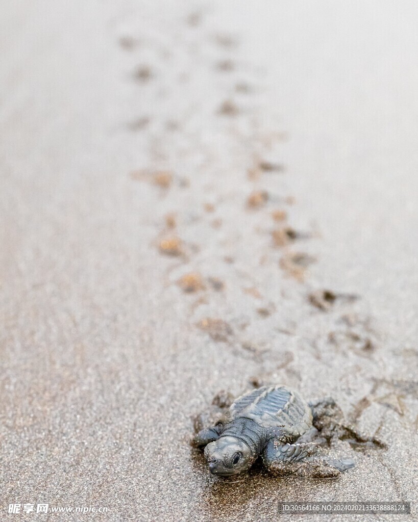 海龟