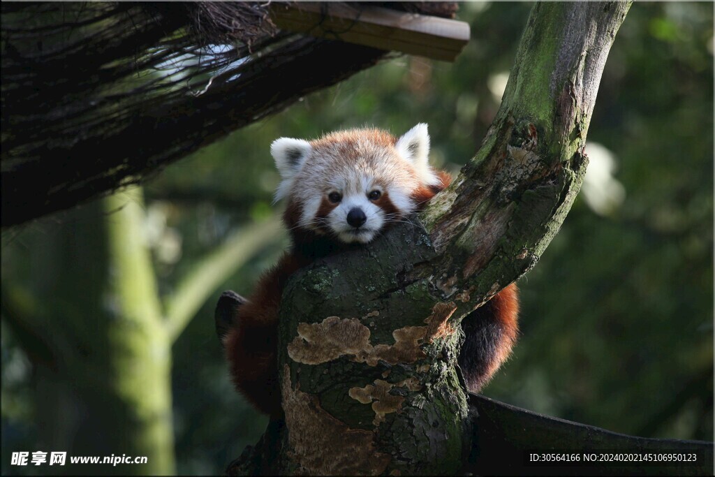 小浣熊