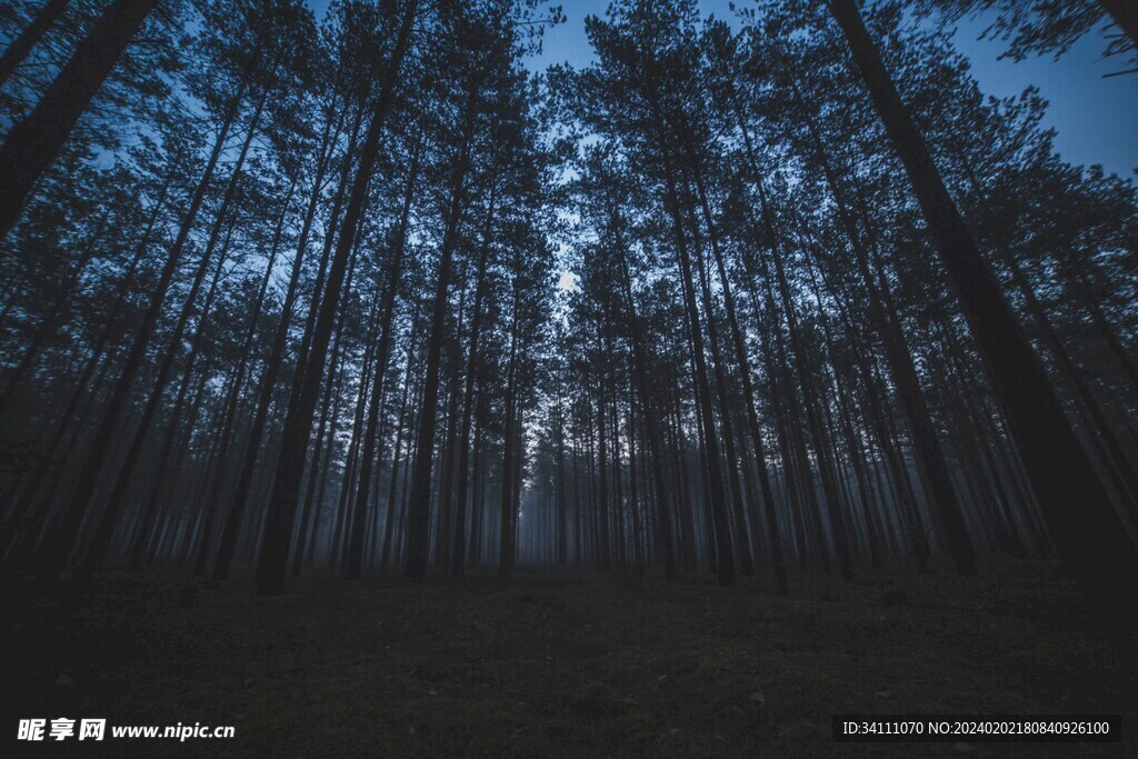 夜晚森林