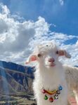 西藏可爱的羊