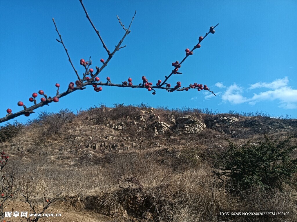 红“杏”出墙