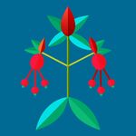 金银花
