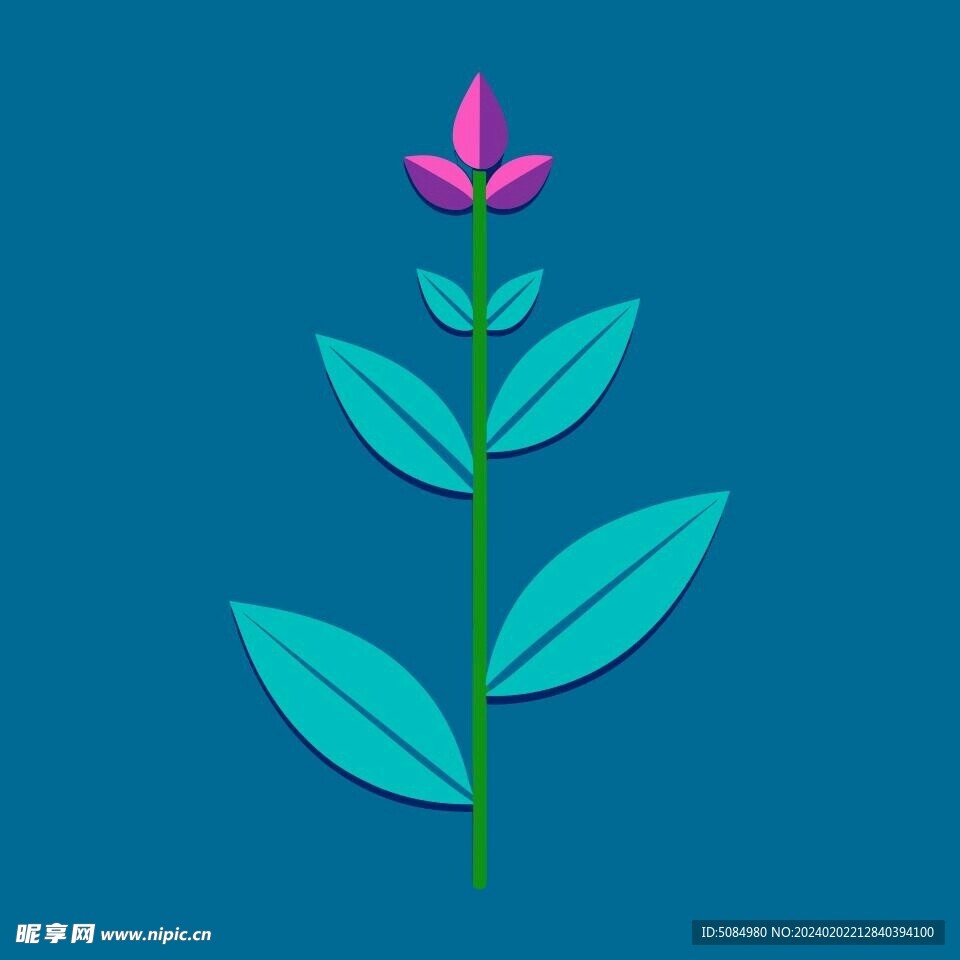 茴香花