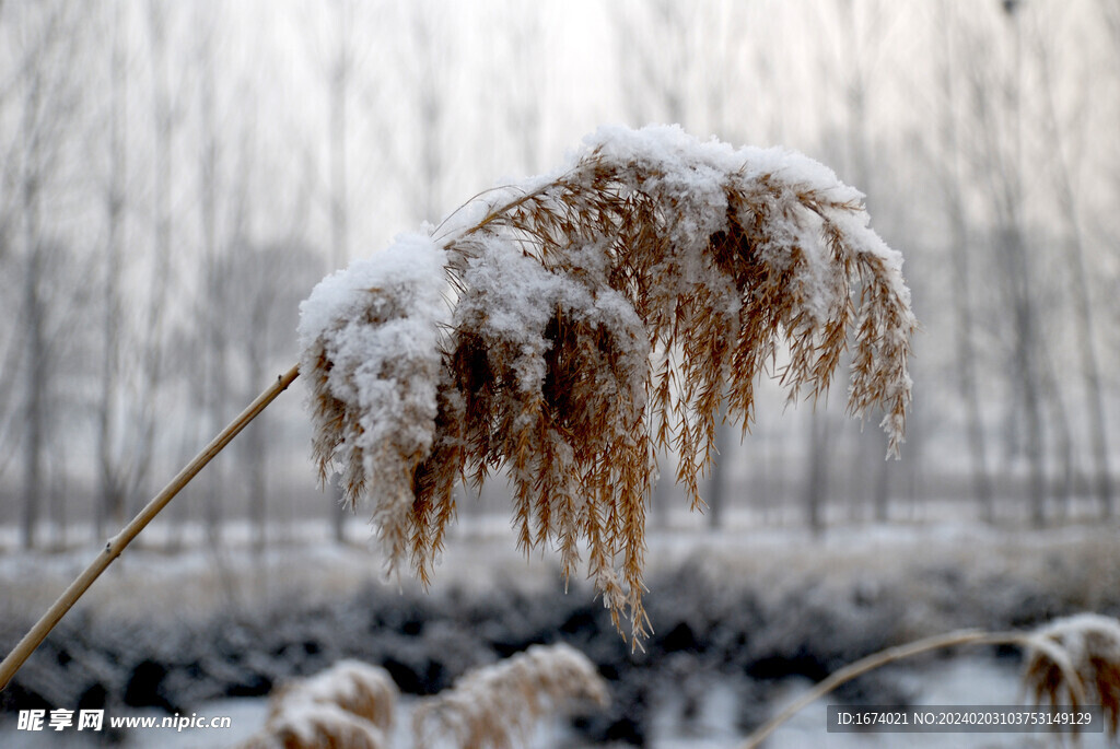 雪中苇子