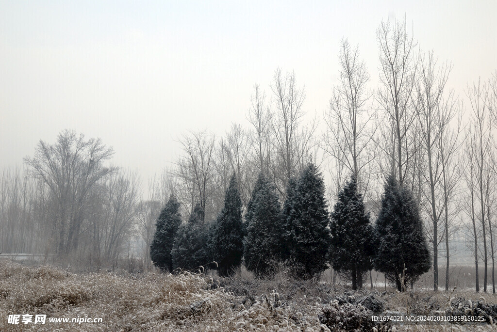 雪中小树 