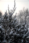 雪中柏树枝