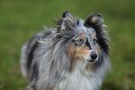 牧羊犬