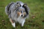 牧羊犬