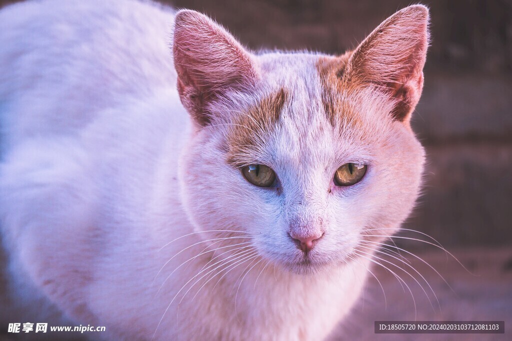 猫