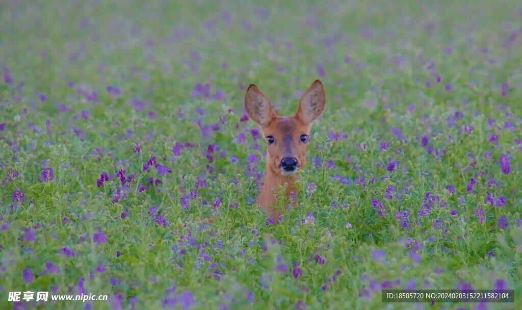 苜蓿花田