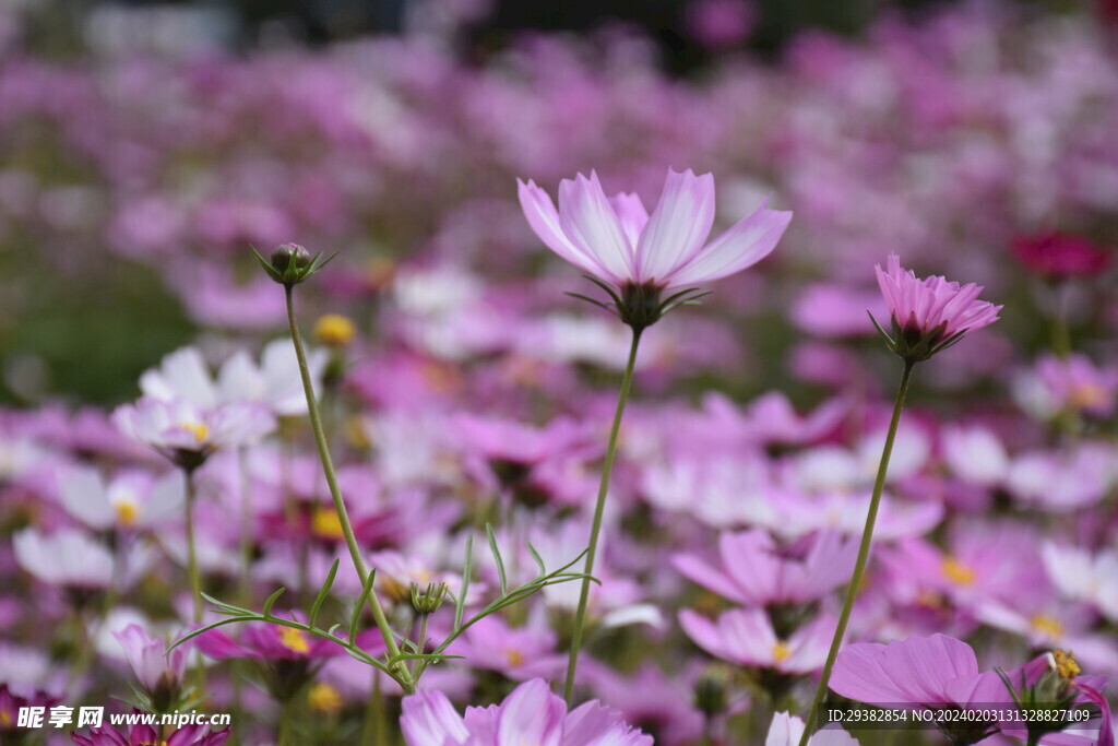 格桑花