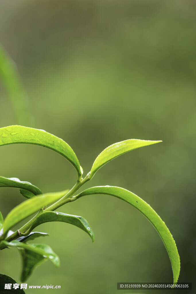 茶芽