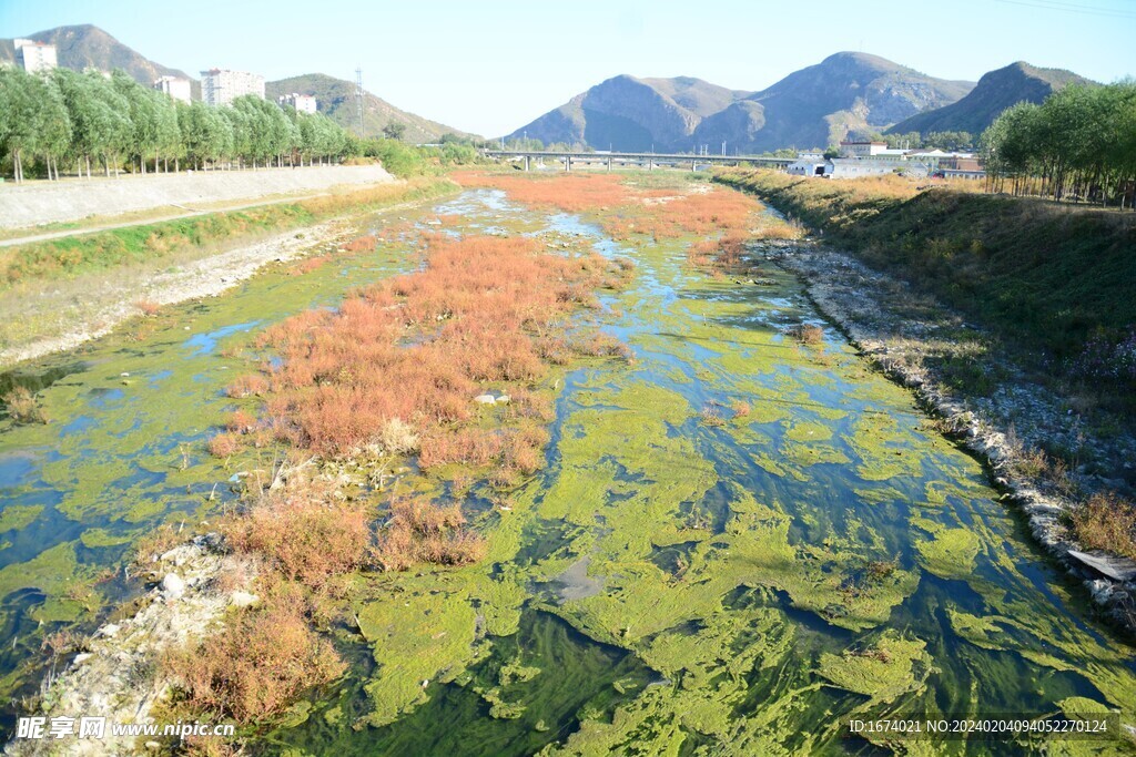 大石河磁家务段水草