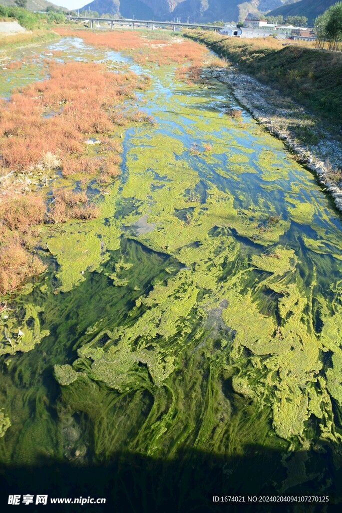 大石河磁家务段水草