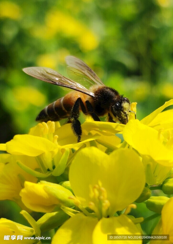 蜜蜂