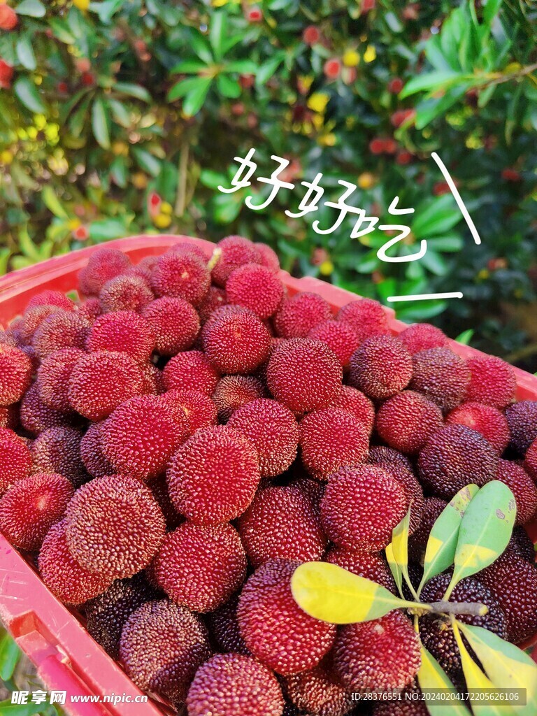 杨梅
