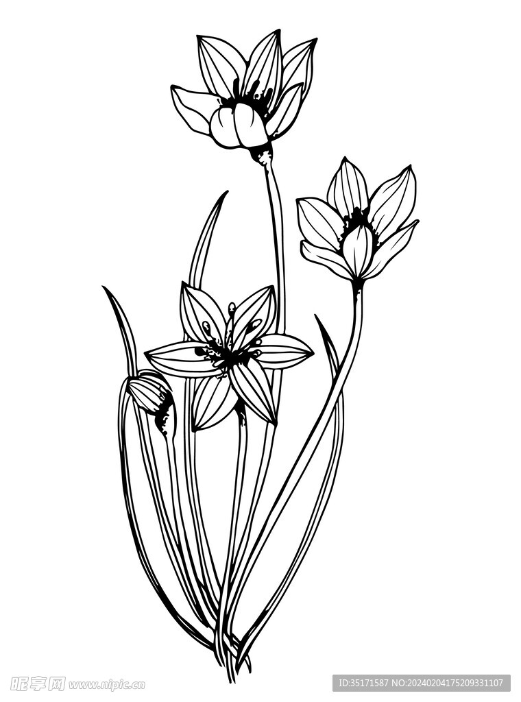 葱兰花手绘植物线稿黑白矢量图