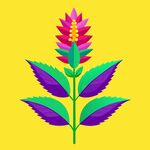 简洁的彩色节日素材茴香花