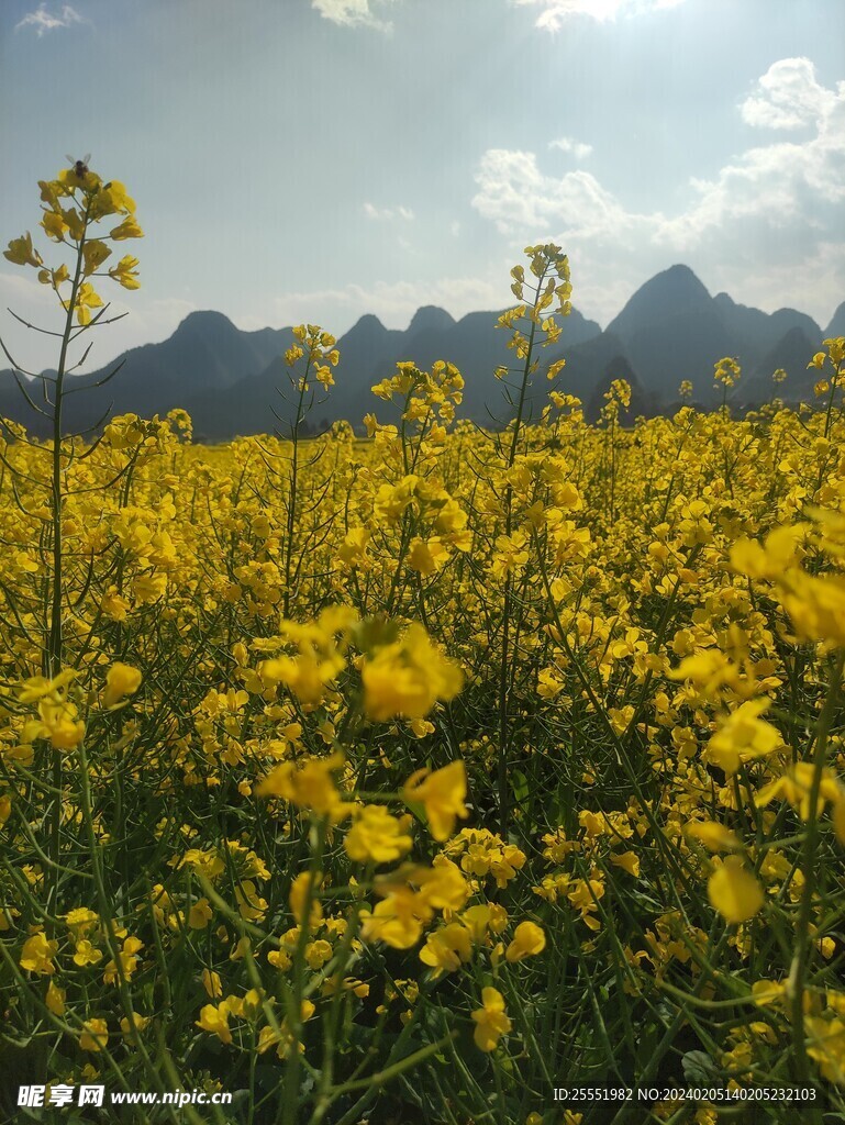 油菜花