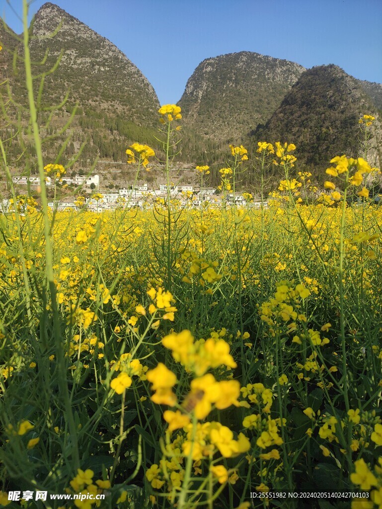 油菜花