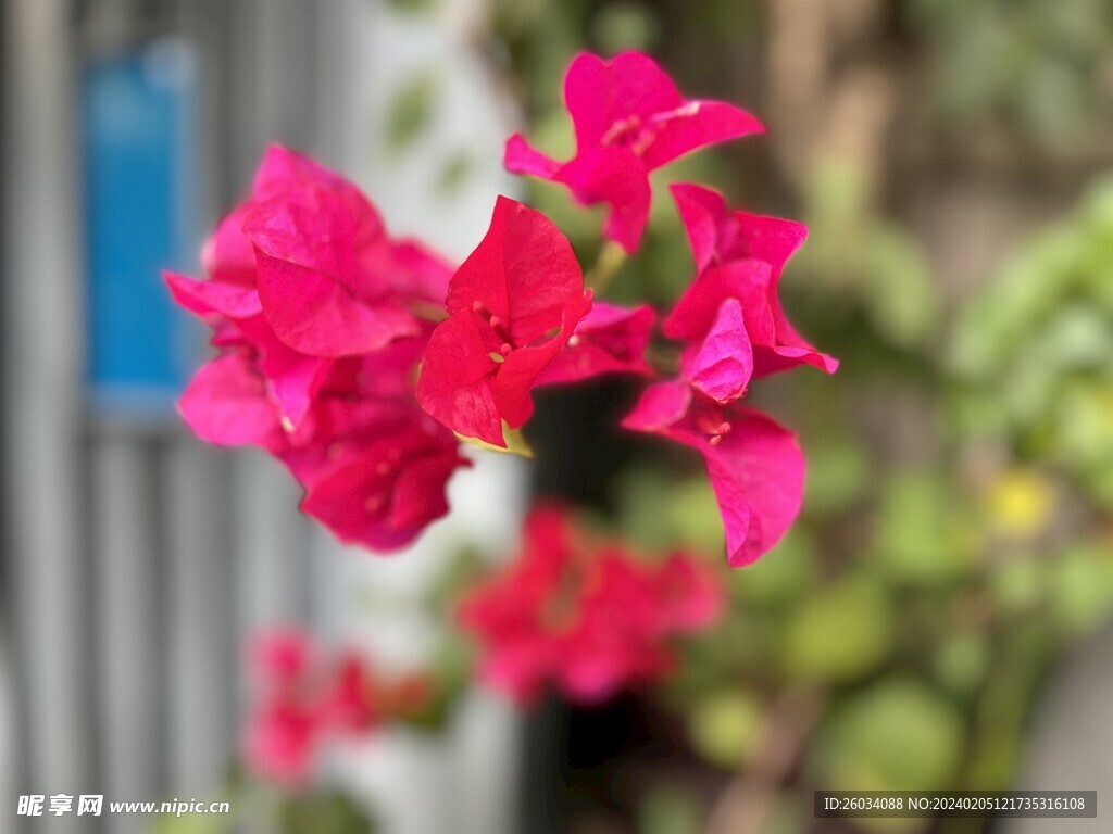 红色花朵