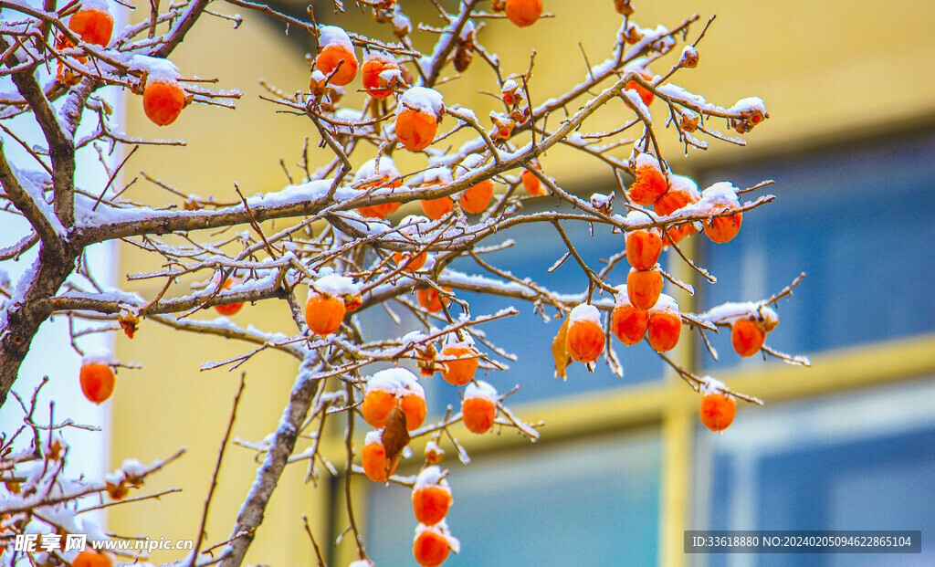 雪打柿子灯