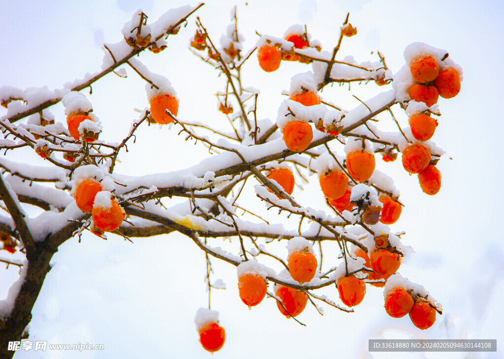 雪柿子