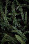 阙类植物叶子