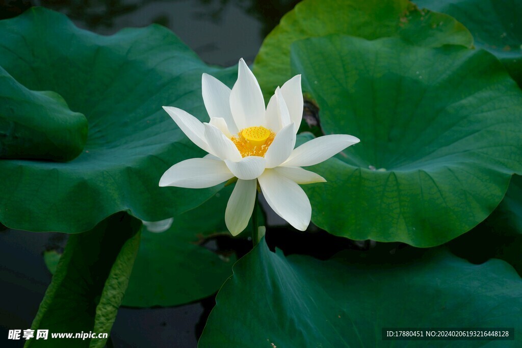 荷花