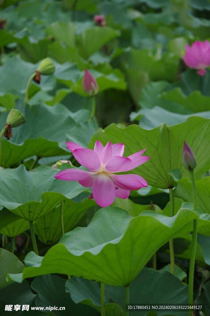 荷花