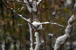 雪