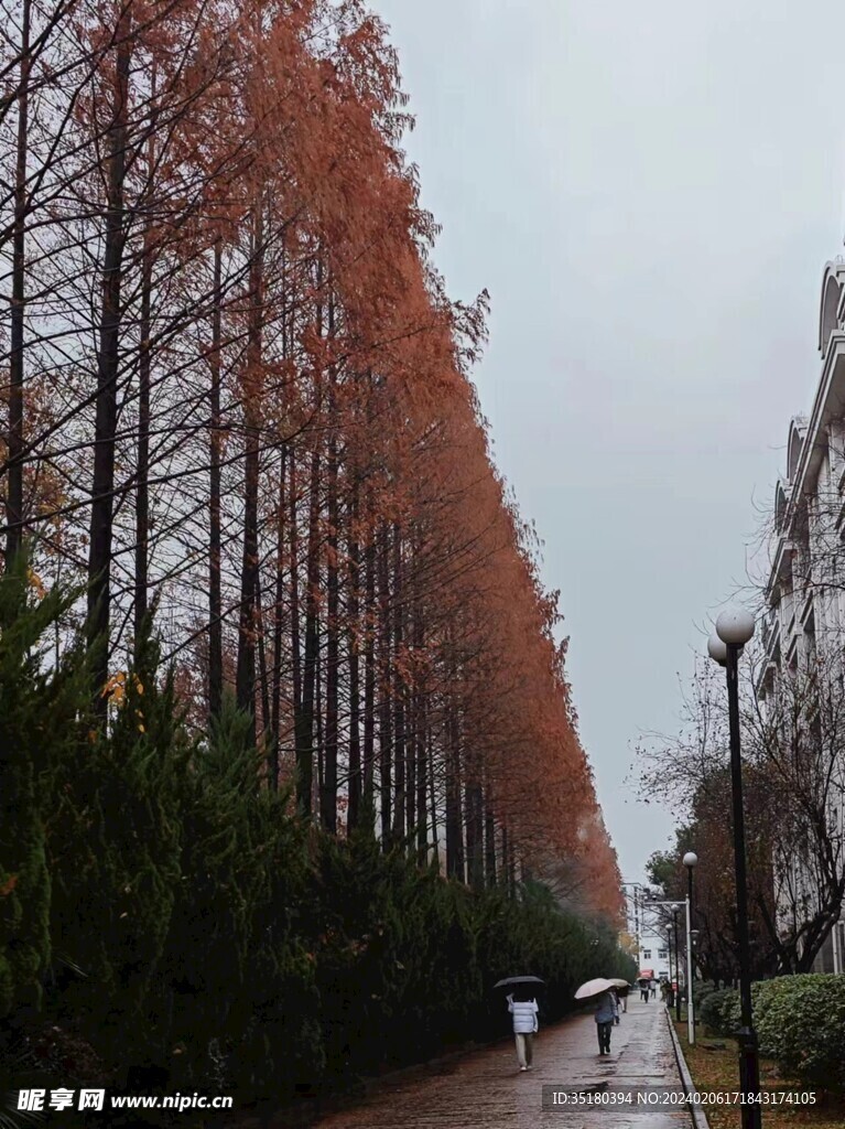 秋雨水杉