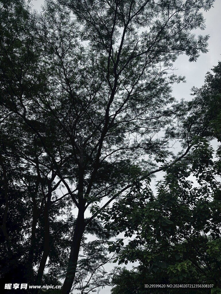 森林